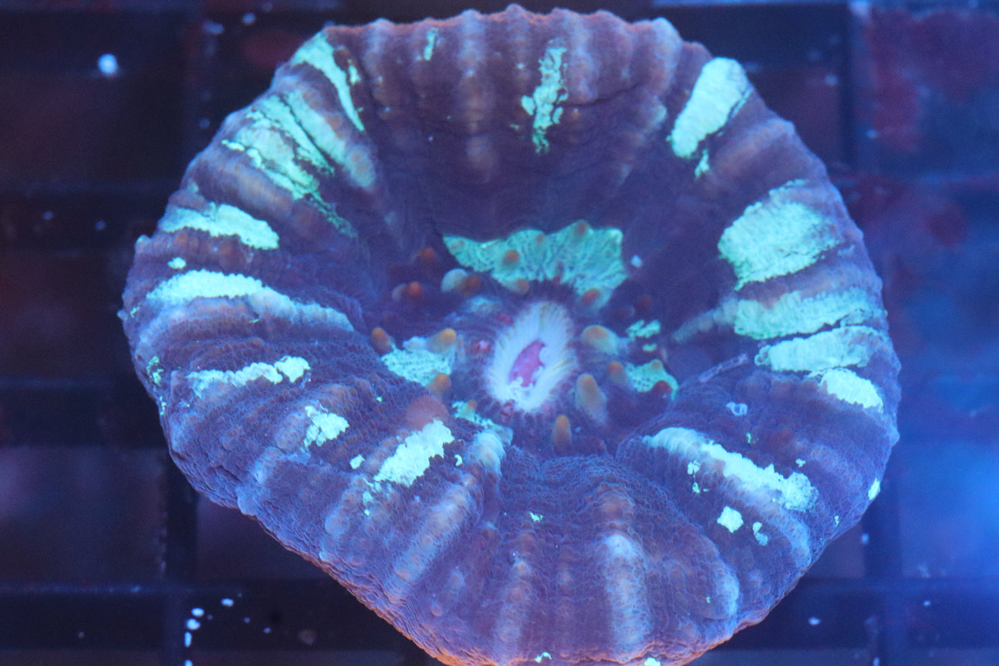 Blue Scoly 30