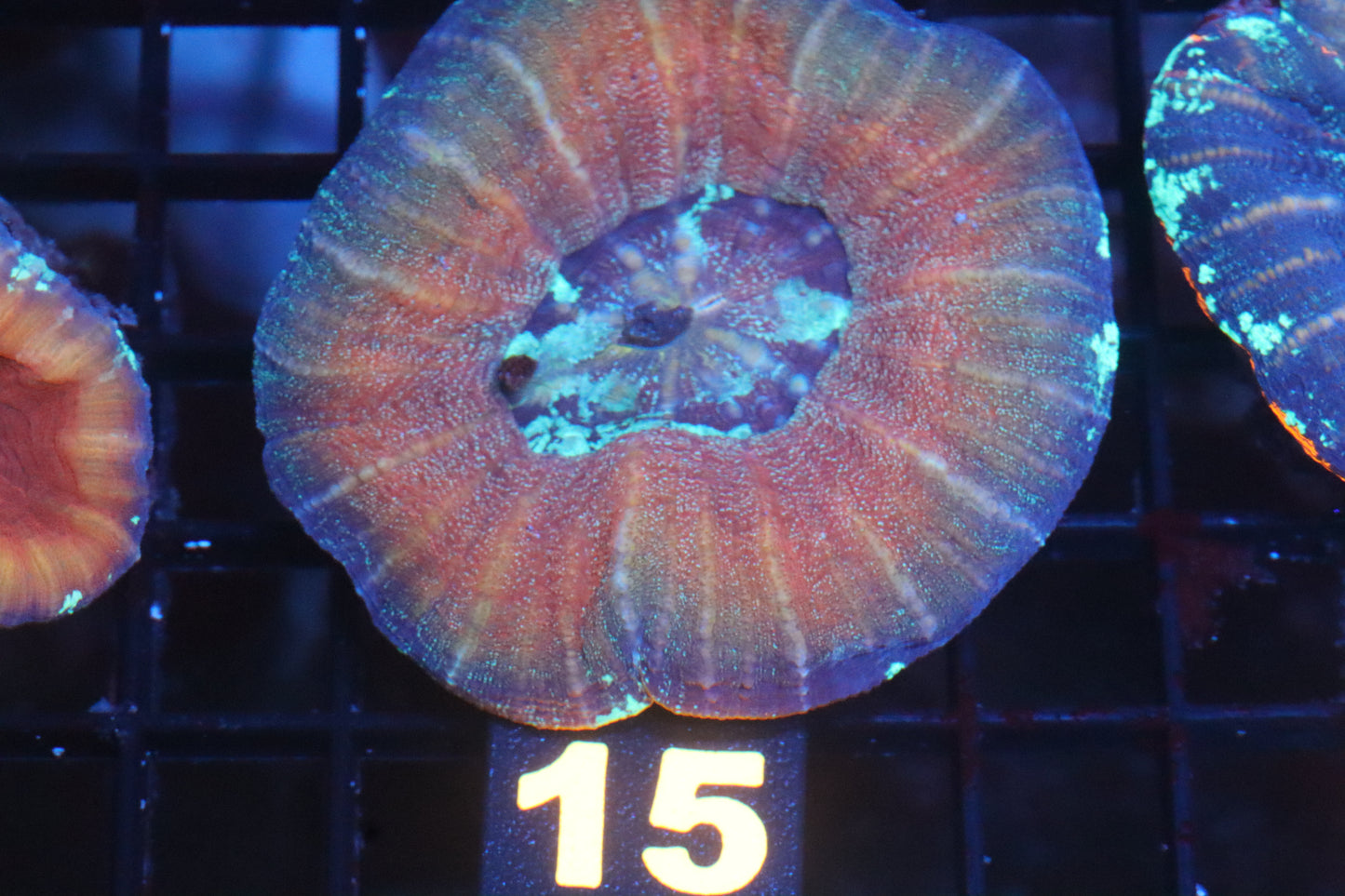 Frozen Berry 15