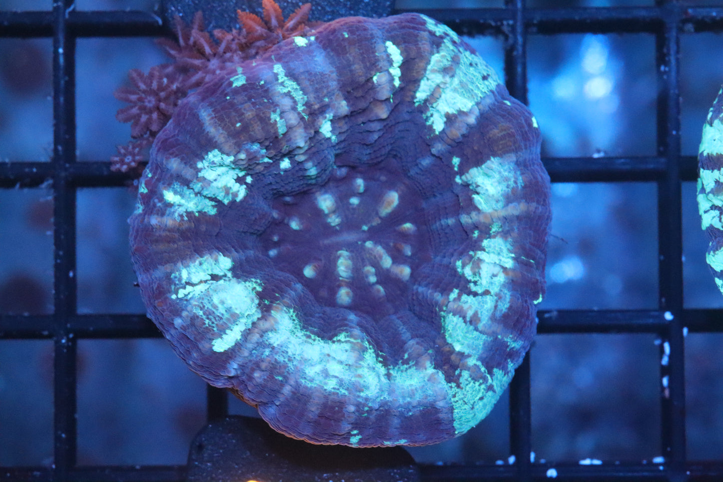 Blue Scoly 13