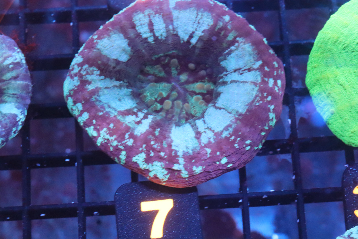 Strawberry Ice Scolymia