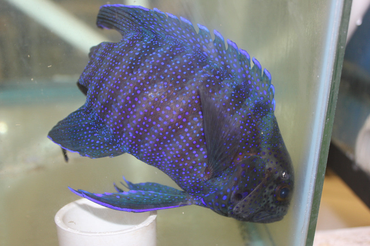 Blue Devil Grouper-Australia (8-9")