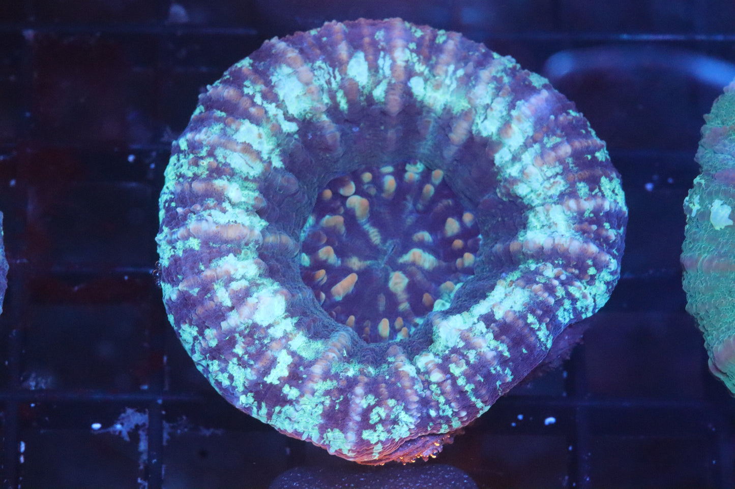 Blue Scoly 10