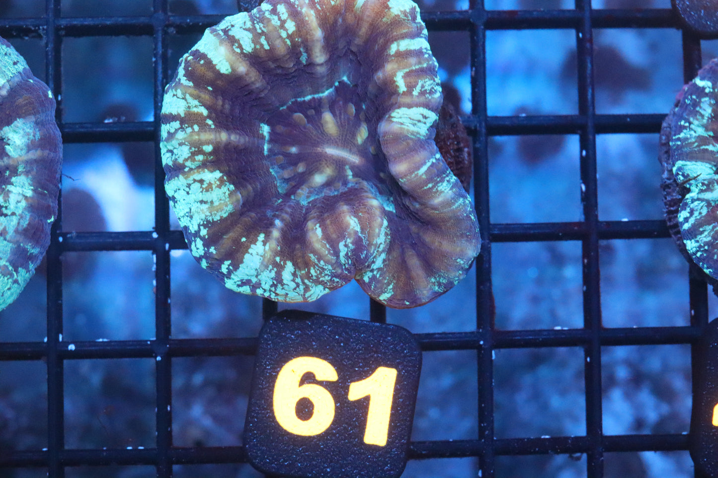 Ice Scolymia