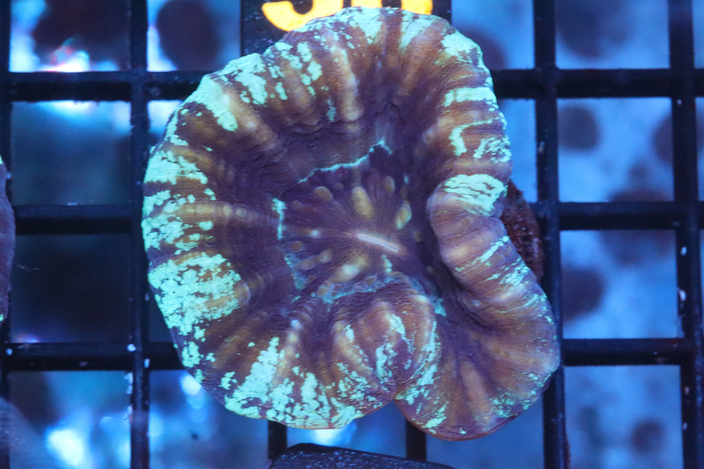 Ice Scolymia