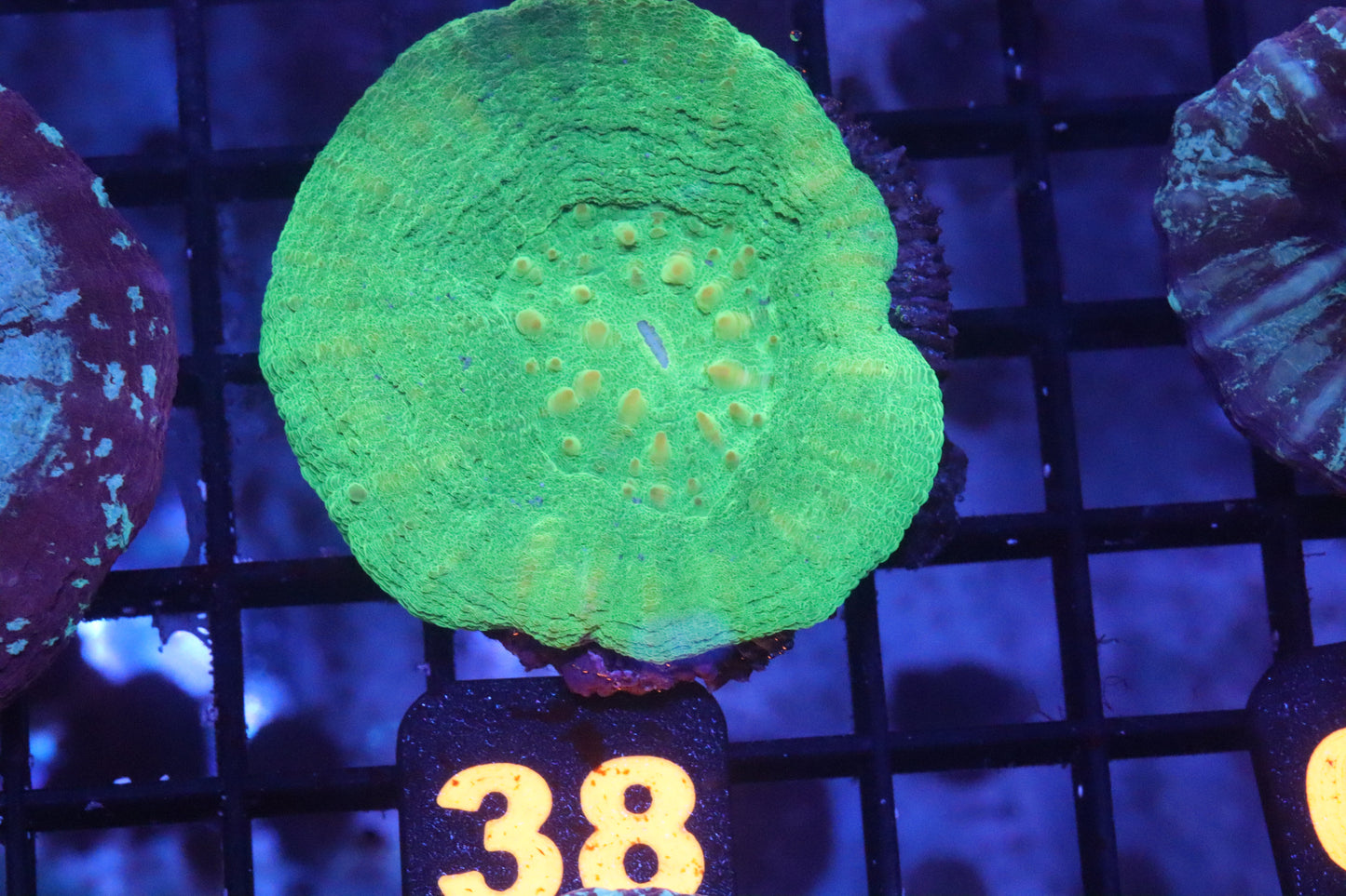 Green Scolymia