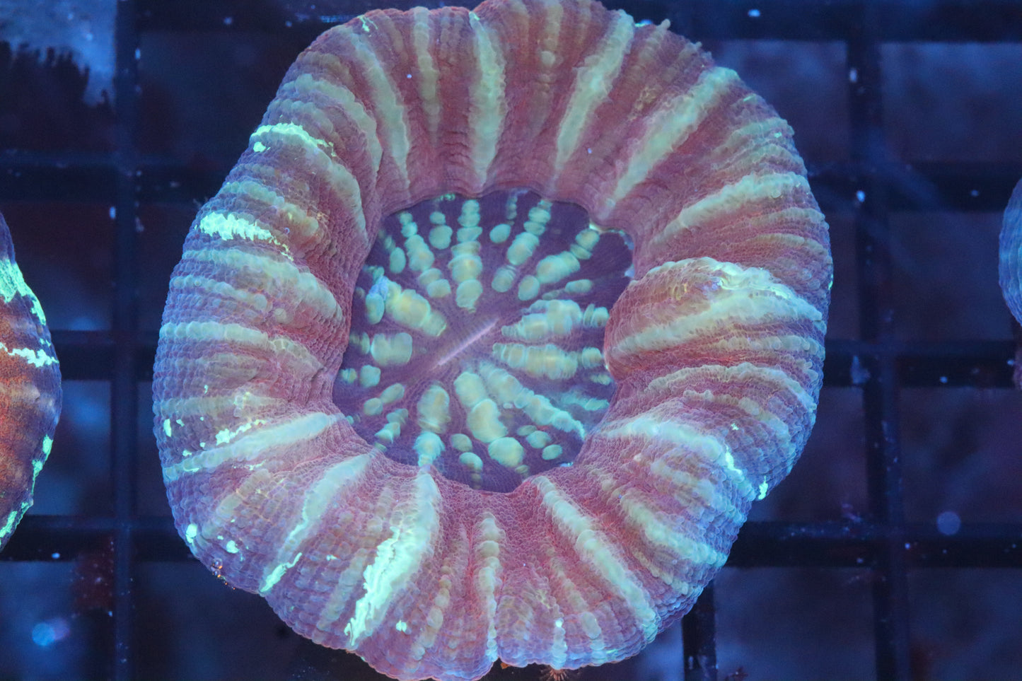 Frozen Berry 41