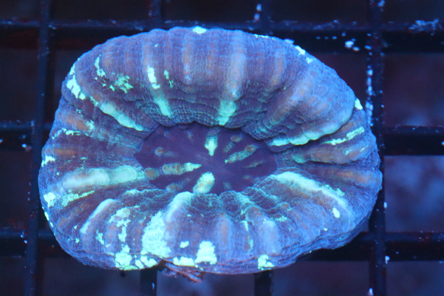 Blue Scoly 57