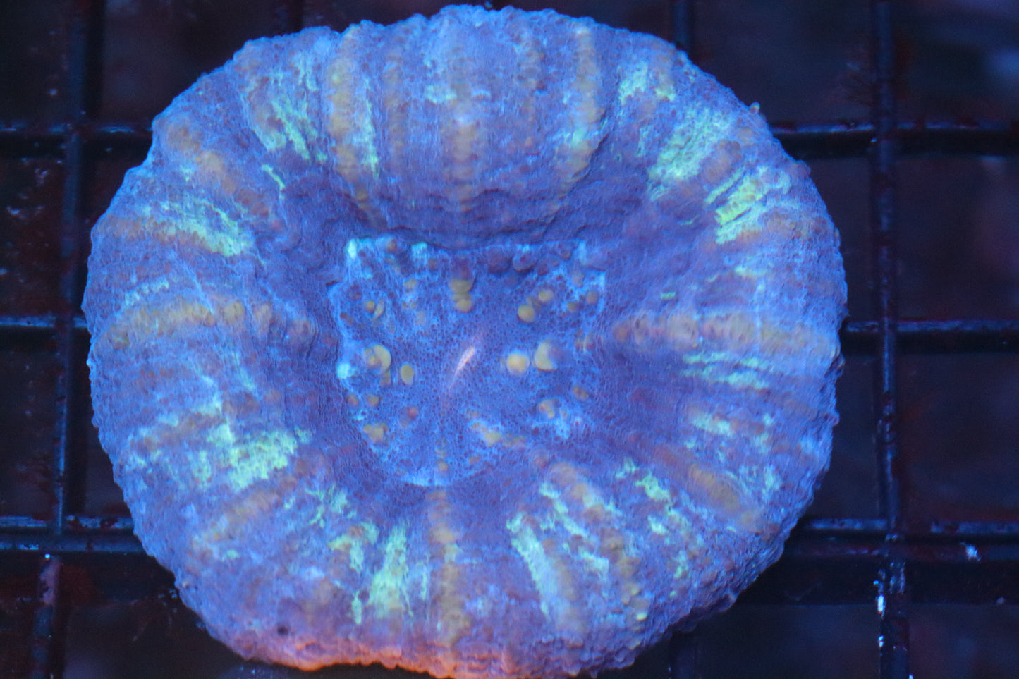 Blue Scoly 54