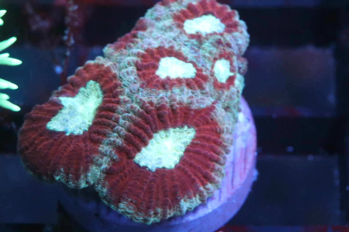 Teal & Red Favia (89)