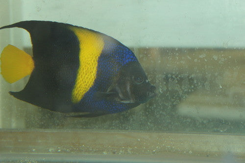Asfur Angel (Red Sea) 6-7"