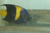 Asfur Angel (Red Sea) 6-7"