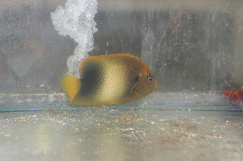 Africanus Angelfish (2" juv)
