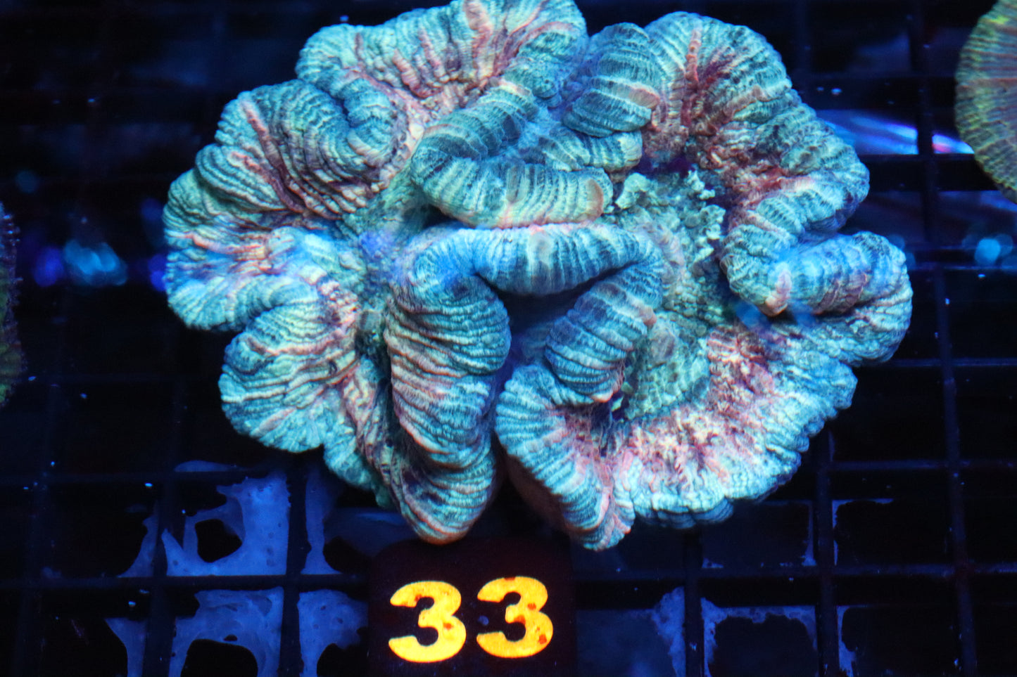 Rainbow Trachy #33