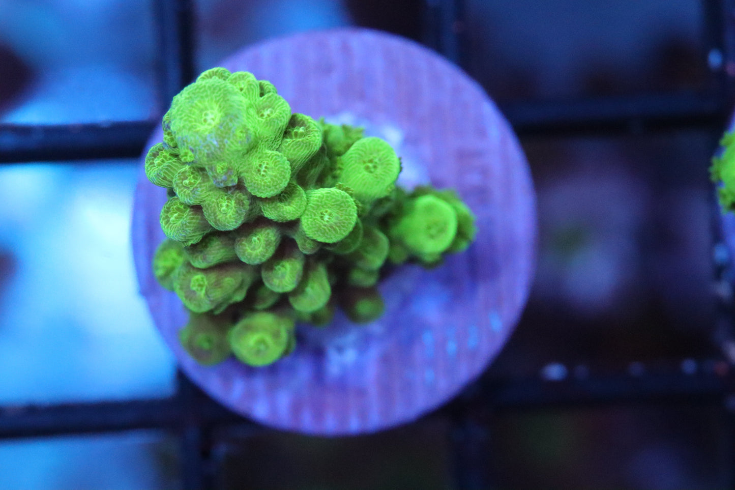 Toxic Green Acro