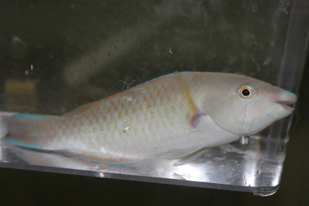 Blue Barred Parrotfish | scarus ghobban (6")