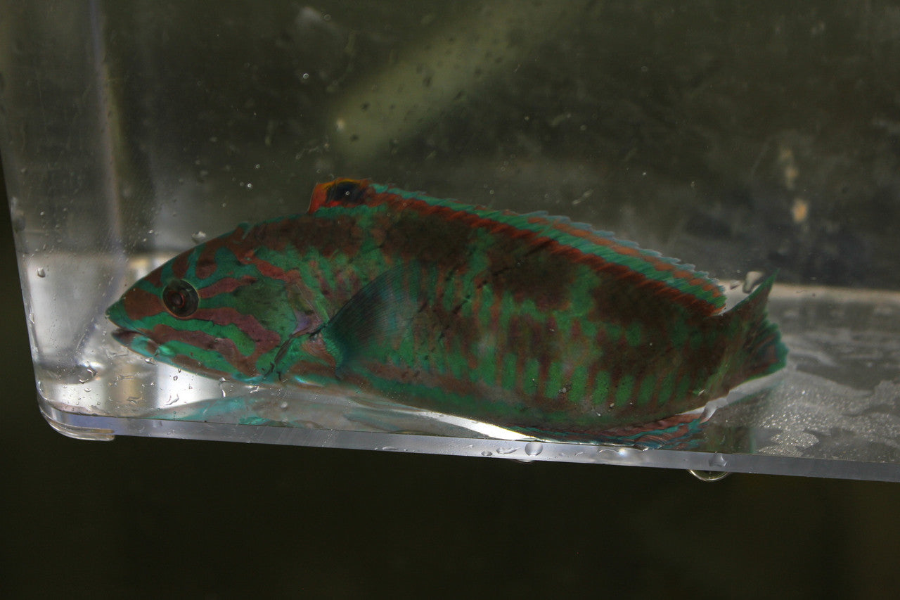 Surge Wrasse-4" male