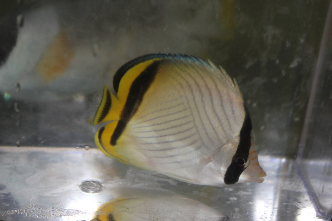 Vagabond Butterflyfish (Chaetodon vagabundus)-Tonga 4"
