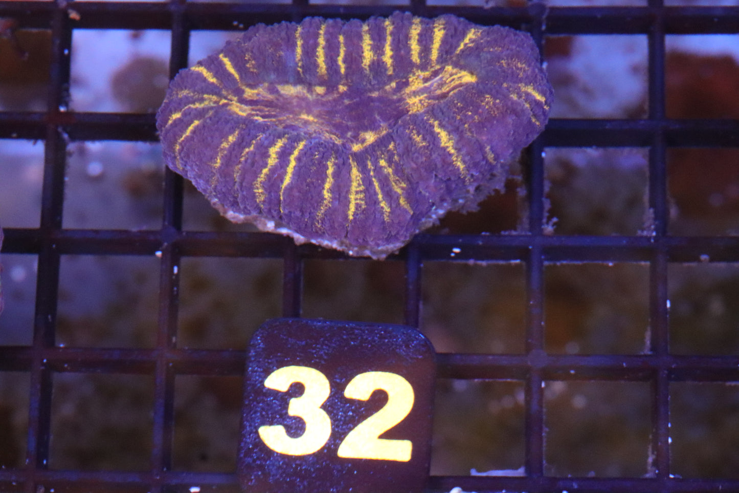 Orange Stripe Lobo (32)