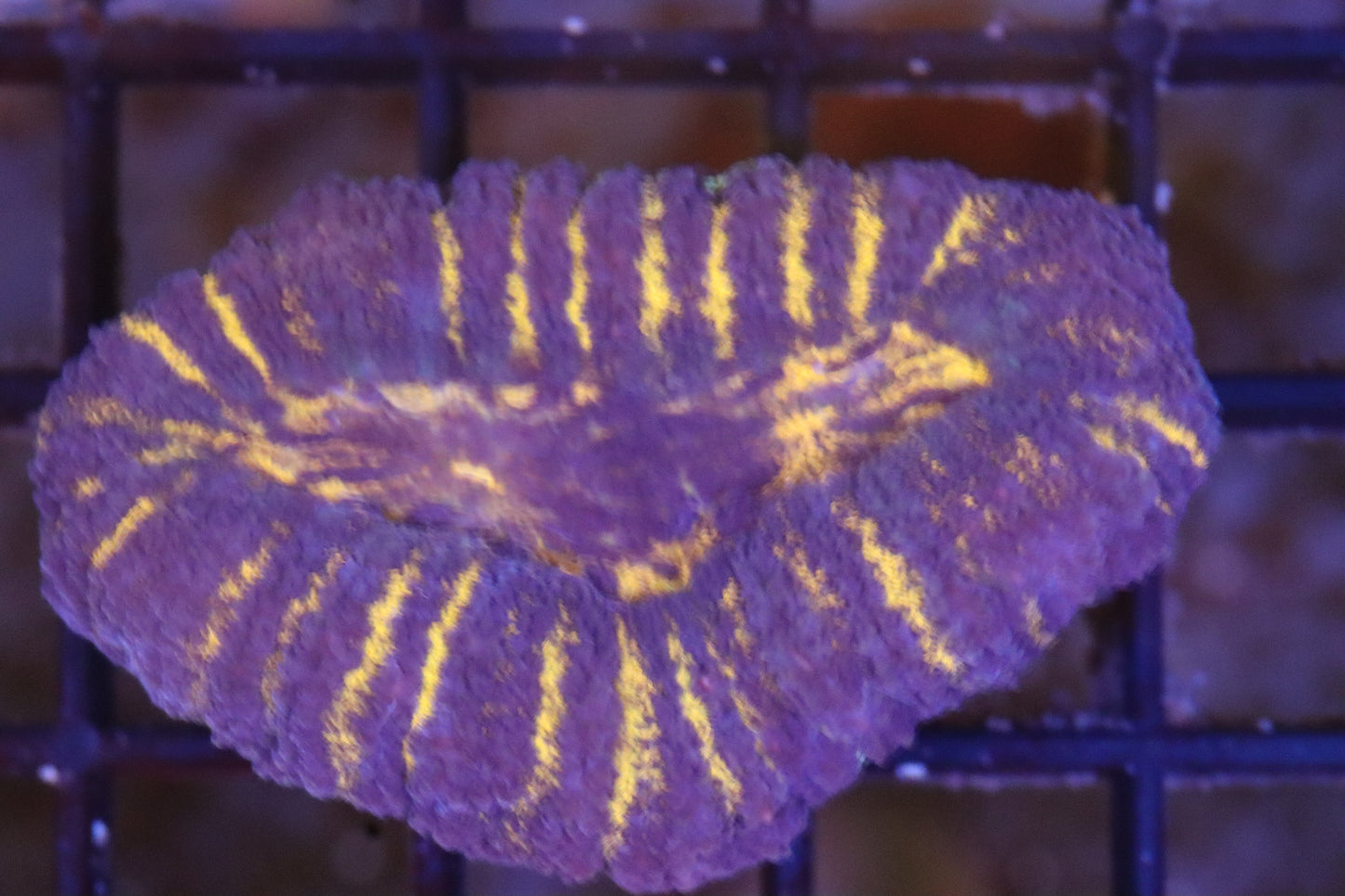 Orange Stripe Lobo (32)