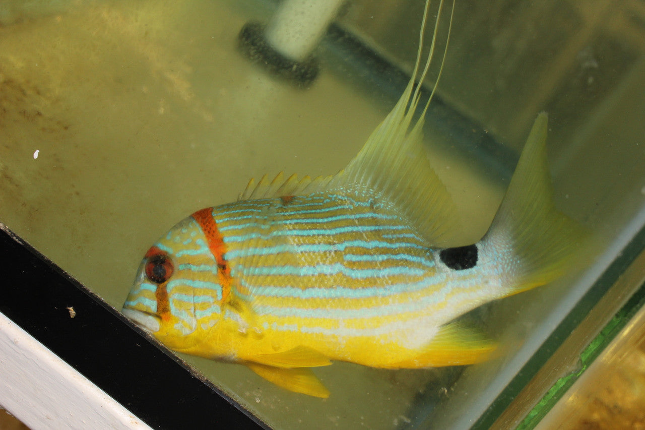 Blue and Gold (Hi-Fin) Snapper 7"