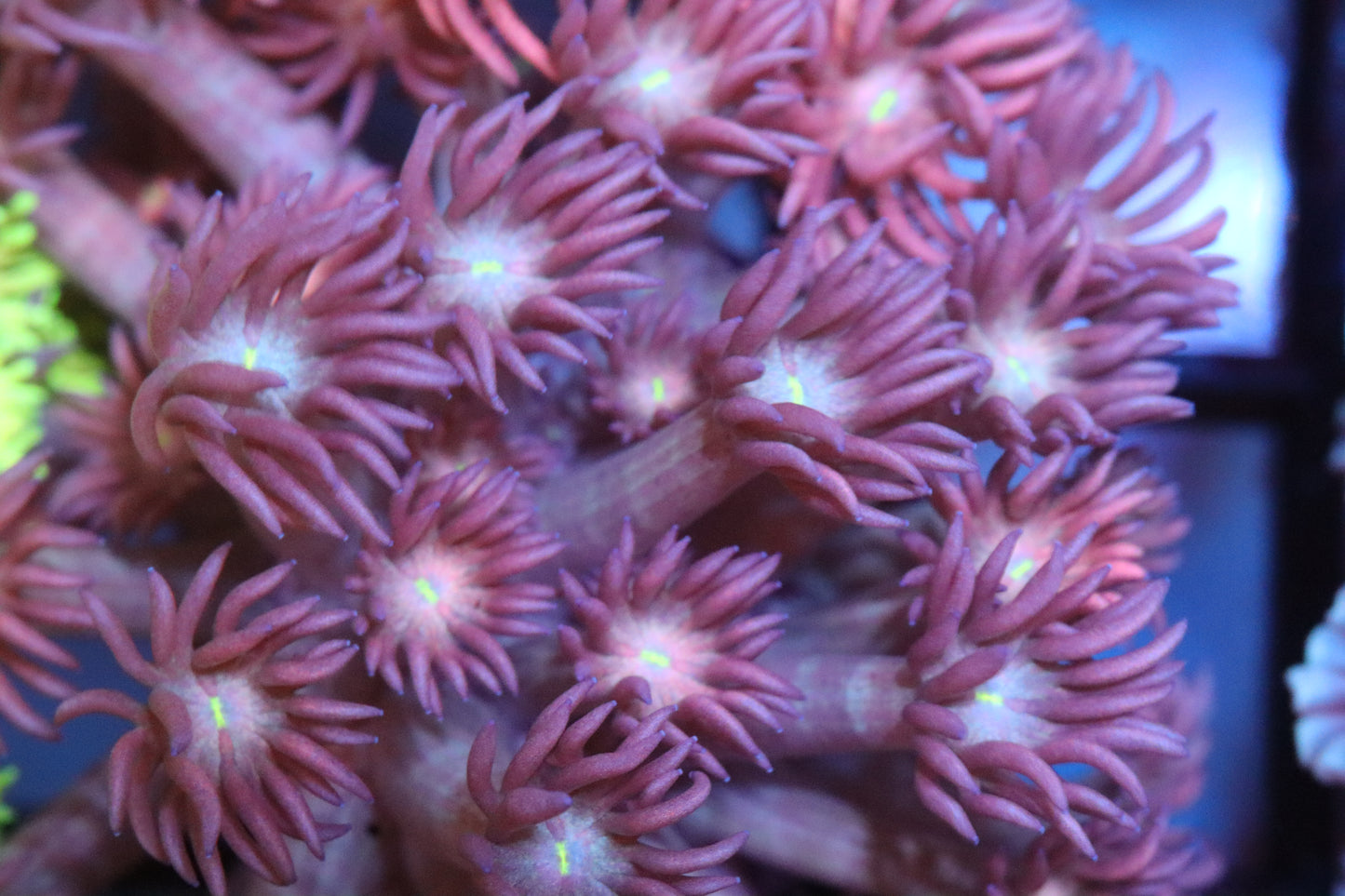 Ultra Pink/Purple Goni