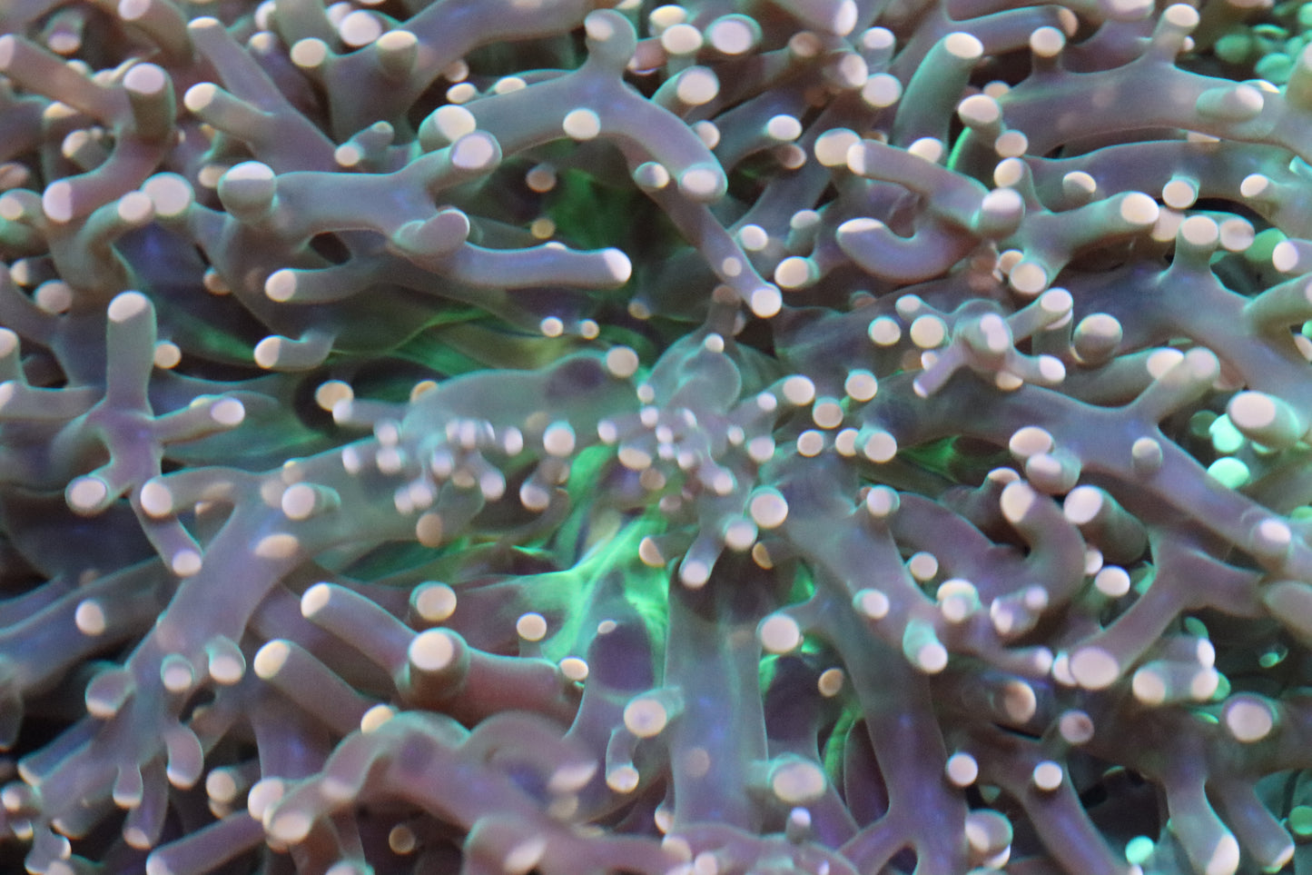 Bi-Color Frogspawn Green Mouth Pink Tips (72)