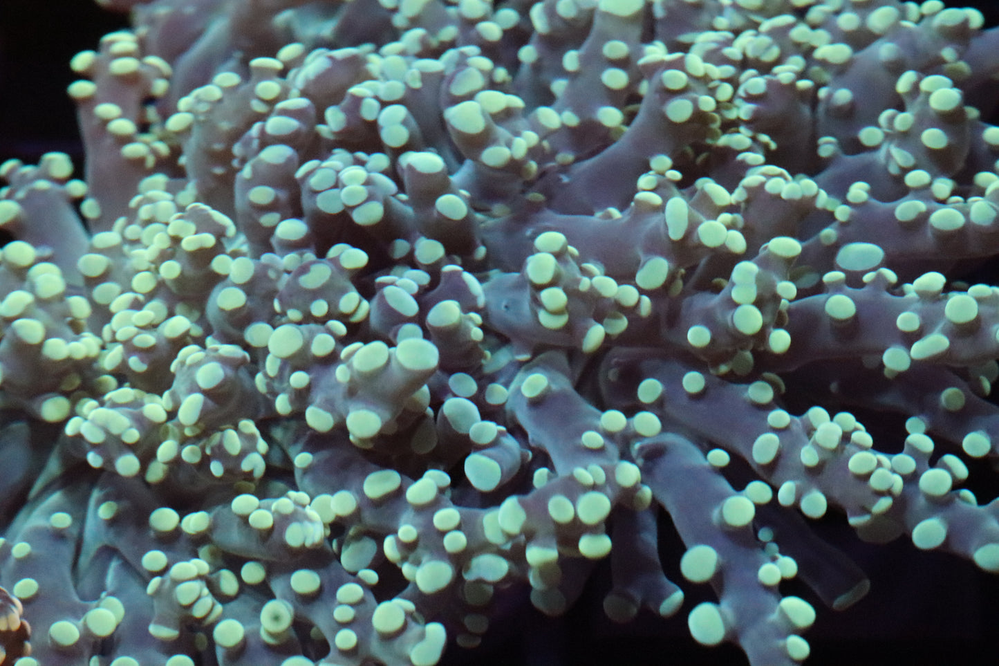 Neon Green Frogspawn (74) (Fluorescent)