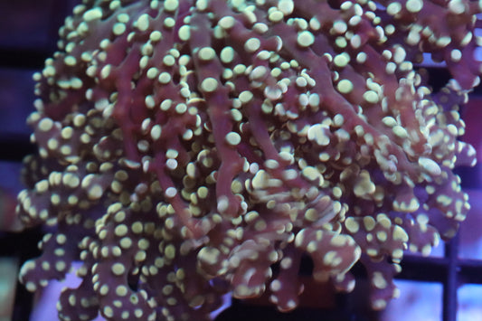 Yellow Frogspawn (71) (Fluorescent)