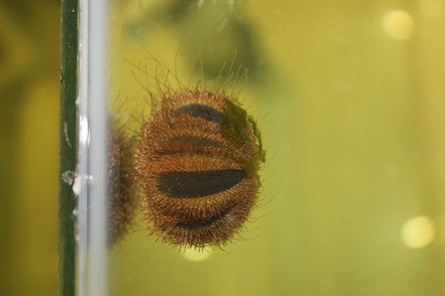 Tuxedo (globe) Urchin
