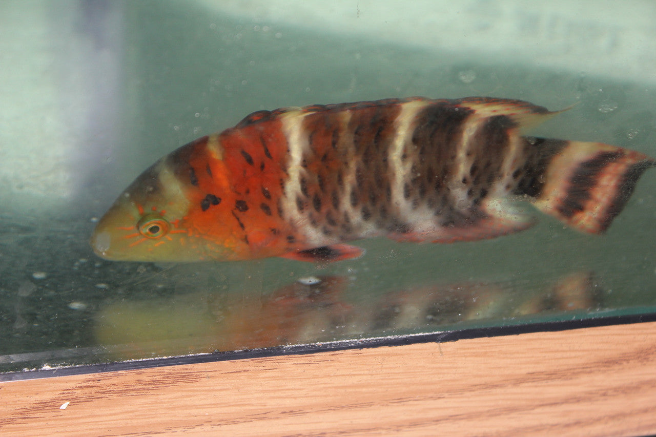 Red Sea Red Breasted Wrasse(3-4")