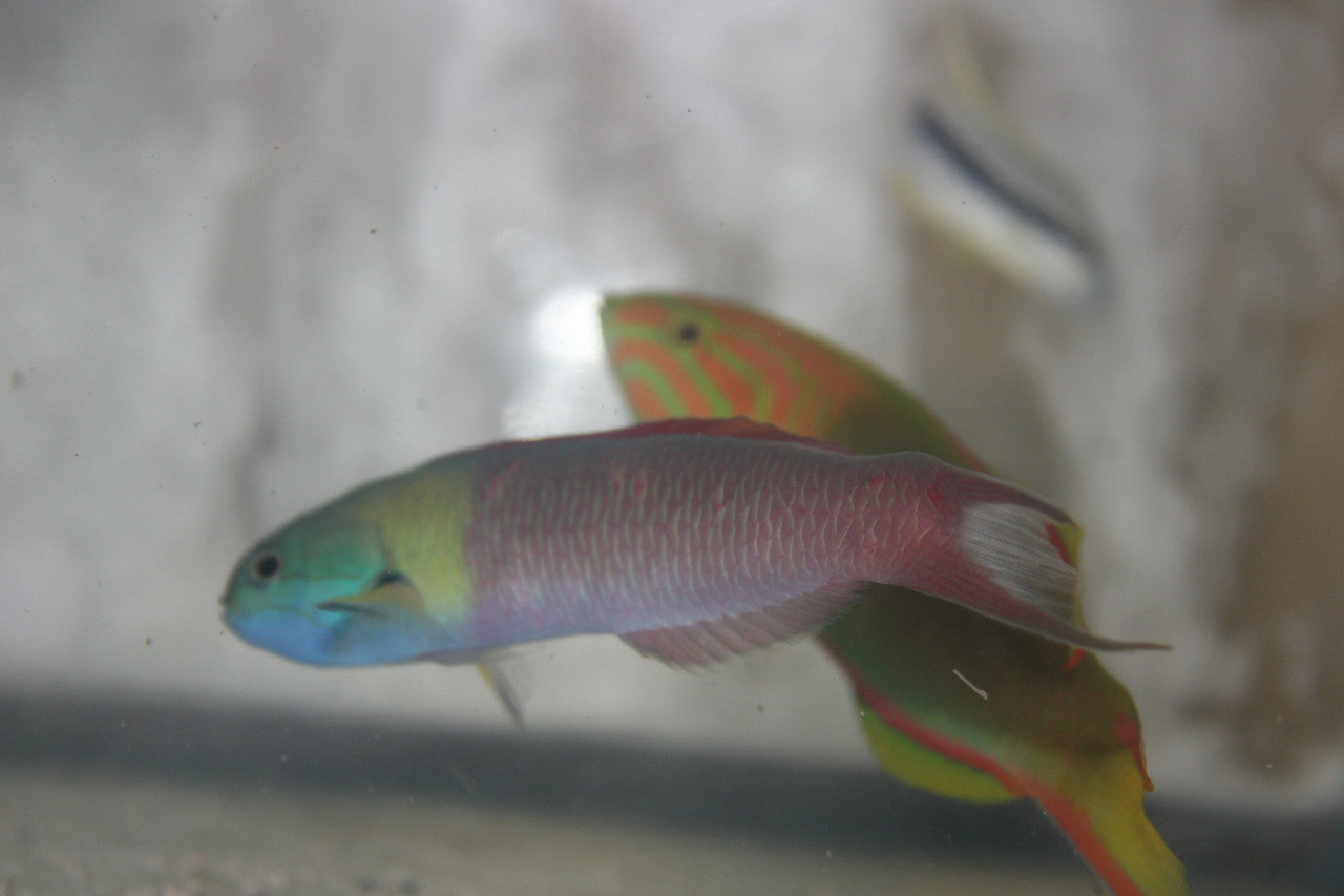 Cortez Rainbow Wrasse (Thalassoma lucasanum) 6" Male