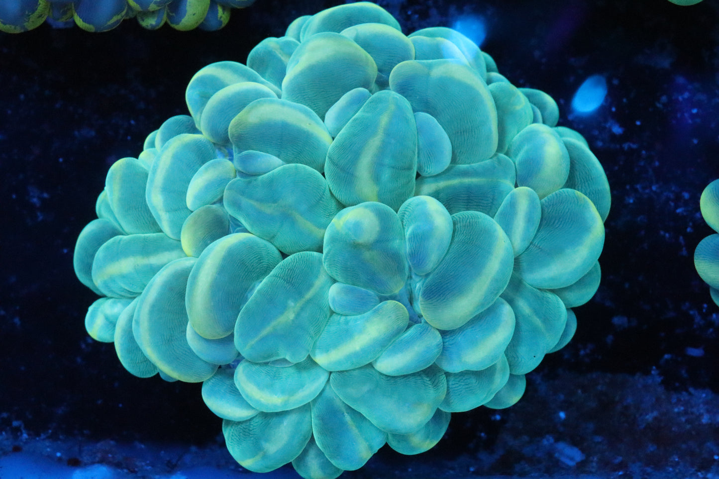 Neon Bubble Coral 2