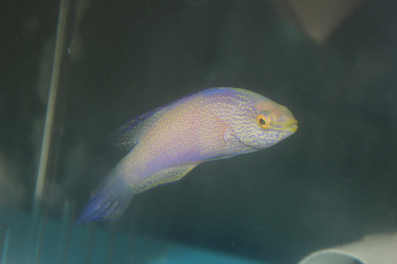 Rhomboid Fairy Wrasse-4” Supermale