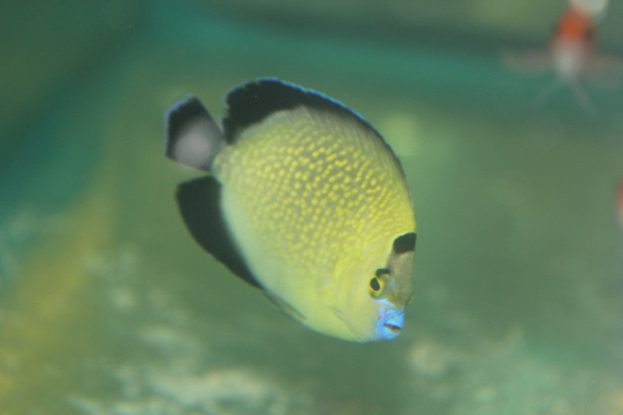 Goldflake Angel | Apolemichthys xanthopunctatus 3-4"