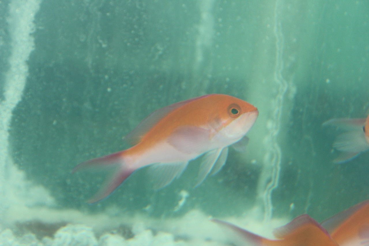 Hawaiian Bicolor Anthias (3-4")