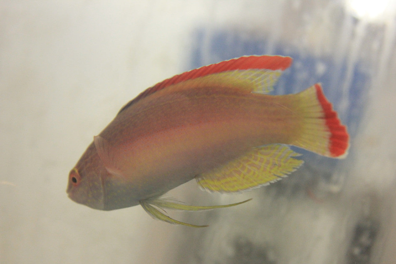 Pink Margin Fairy Wrasse-3" male
