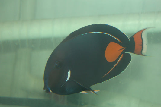 Achilles Tang - XL (5-6")