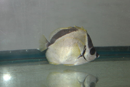 Black Nosed Barberfish (4")