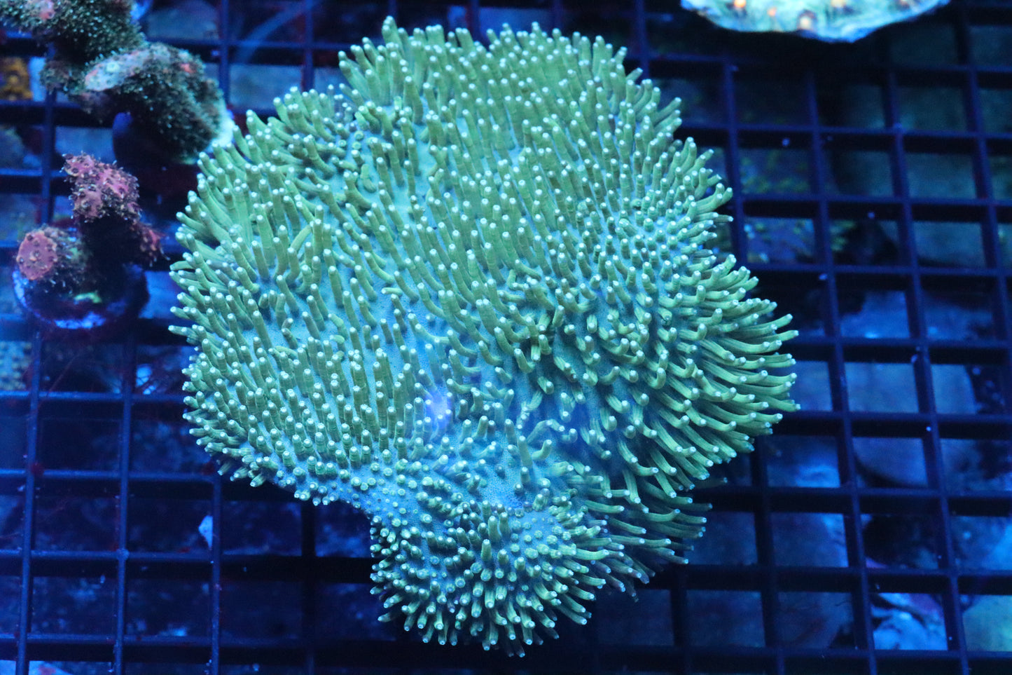 Giant Green Toadstool Leather
