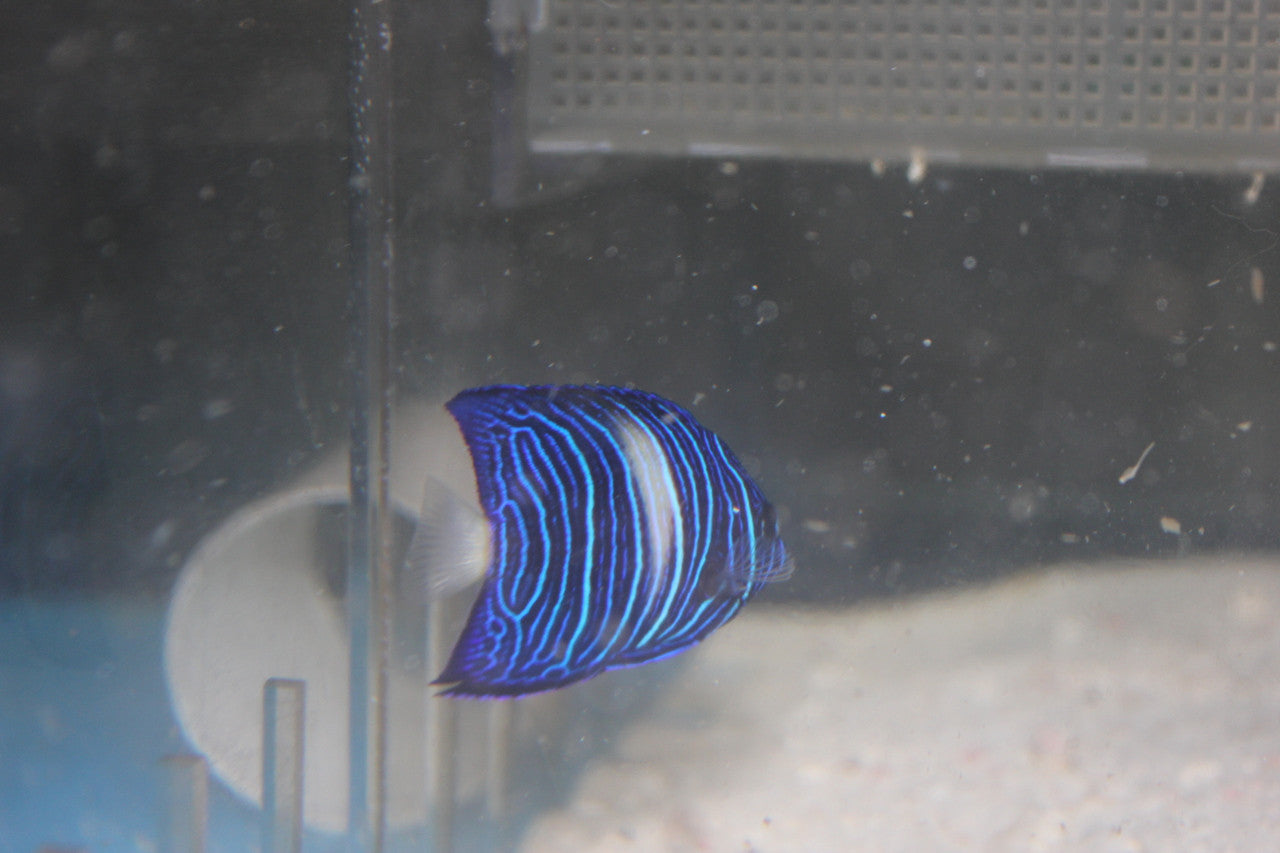 Maculosus Angel (3" Juv-White Bar)