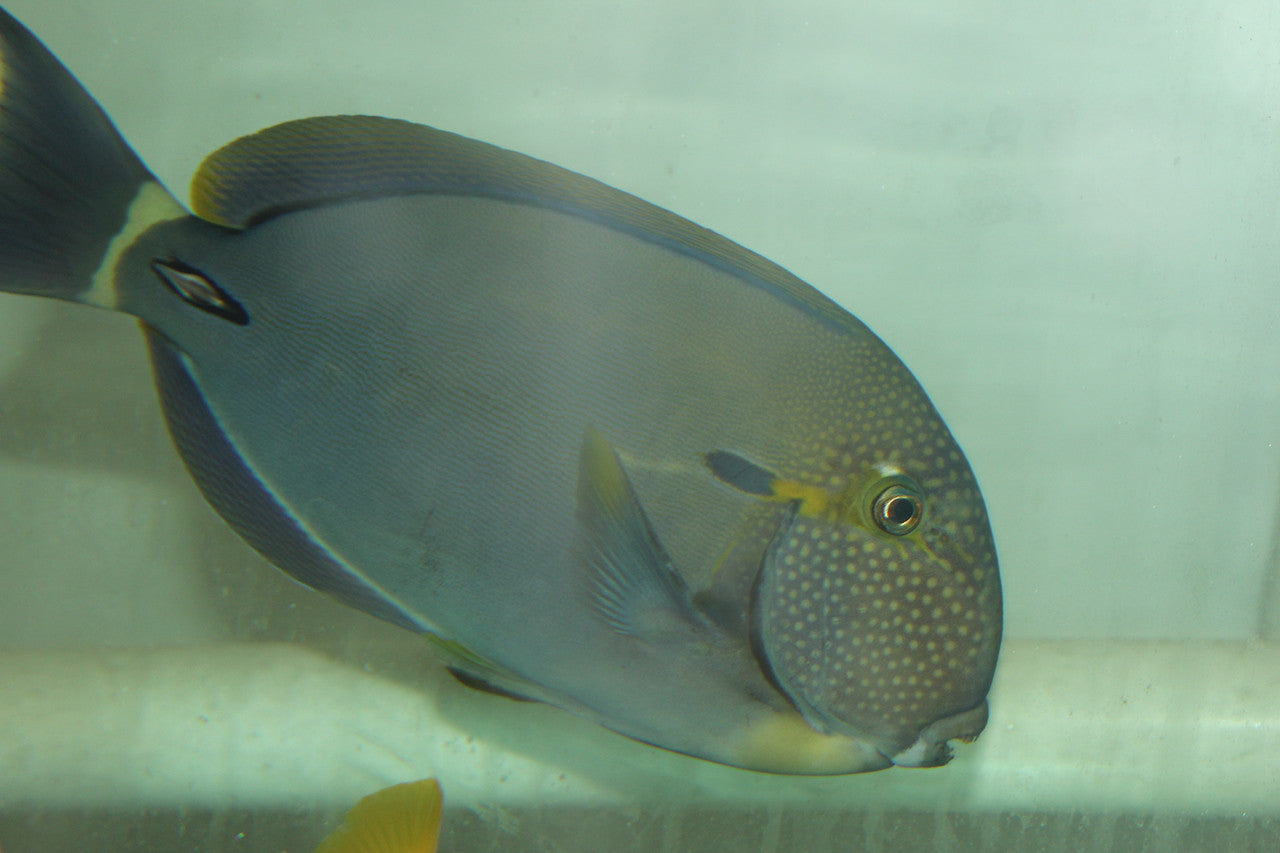 White Freckeled (Maculiceps) Tang (12"+)