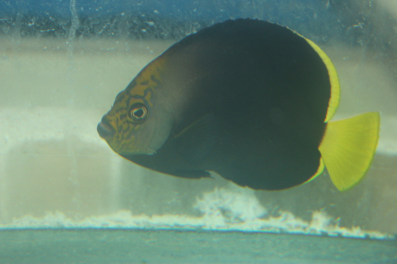 Black Velvet Angelfish | Chaetodontoplus melanosoma (4")