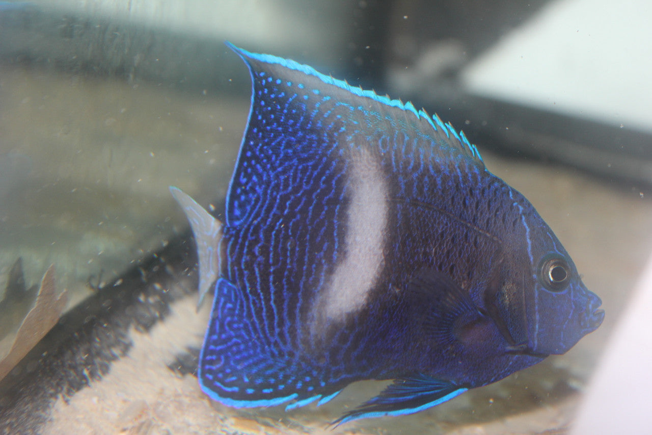 Maculosus Angel (6" White Bar)