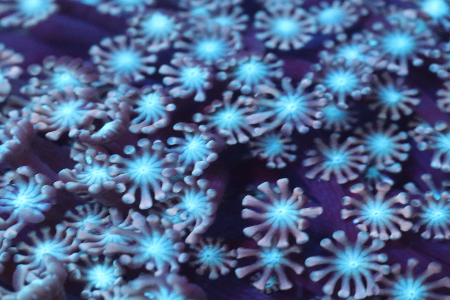 Cotton Candy Alveopora Colony MEDIUM