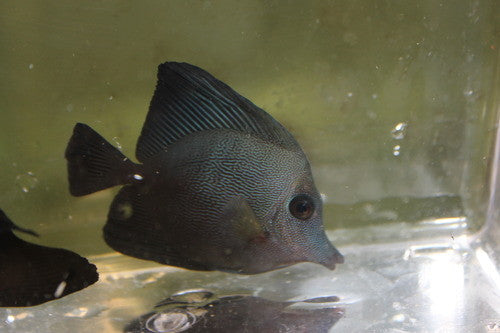 Hybrid Black Longnose/Scopas Tang (4")