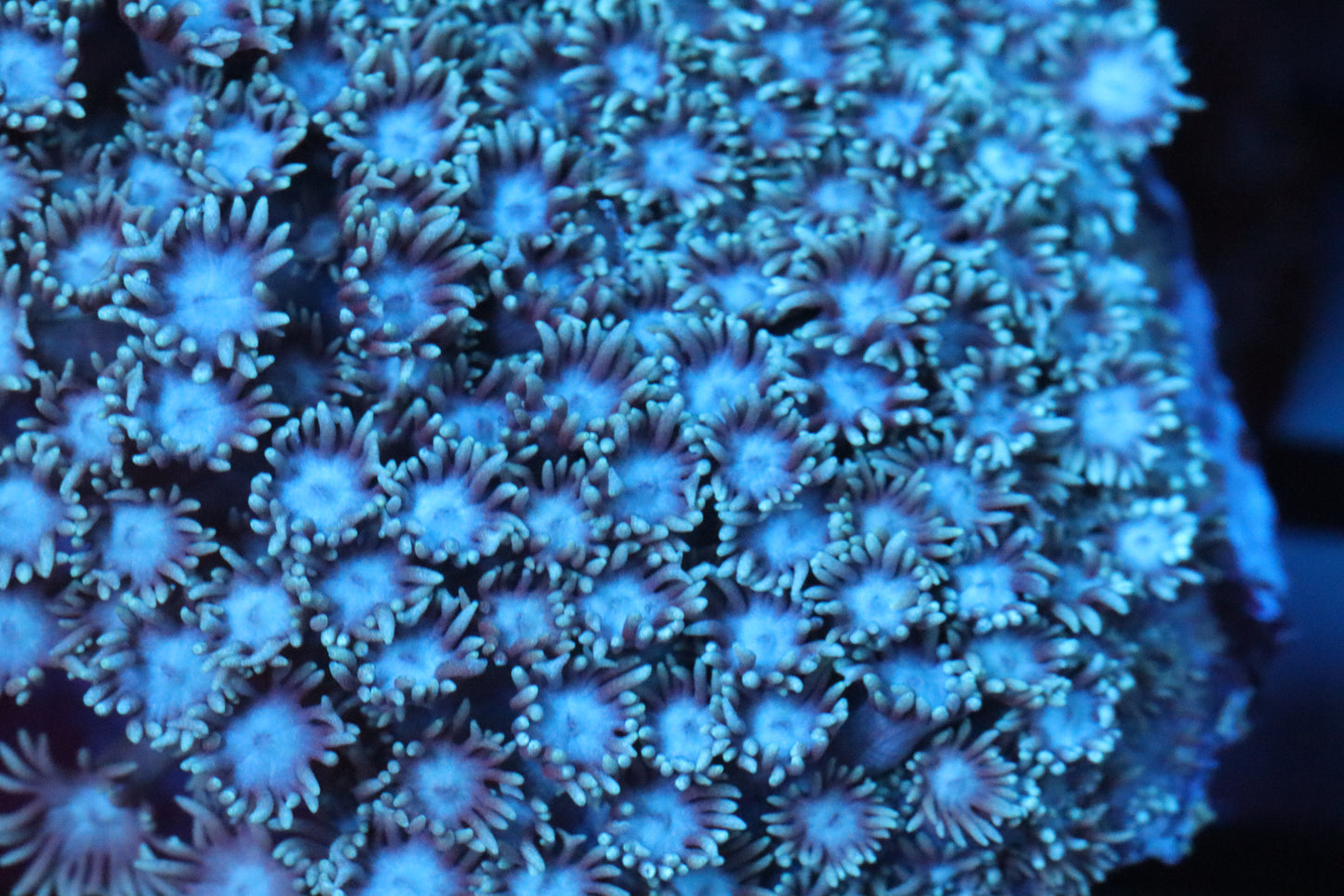 Monsters Ink Goni Colony