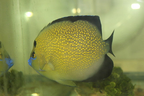 Goldflake Angel | Apolemichthys xanthopunctatus (4-6")