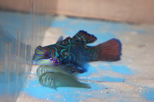 Green Mandarin Goby ( pair)