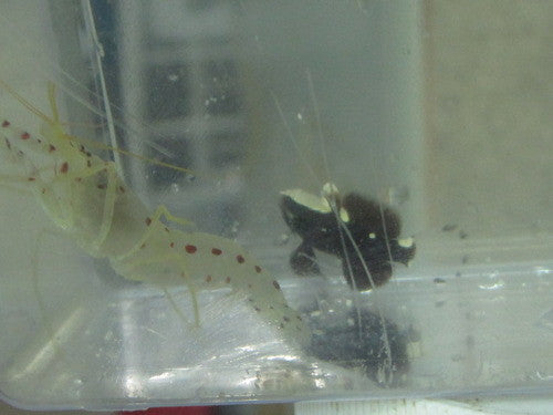 White Cap Goby, with Red Spotted Snapping Shrimp