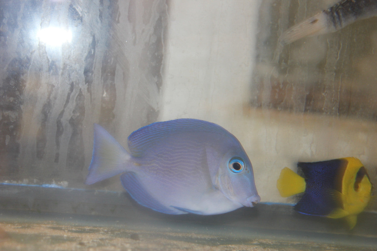 Atlantic Blue Tang | Acanthurus coeruleus (1")